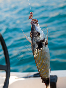 鱼钩上的鱼 支撑 栖息 抓住 湿的 鳍 爱好 户外图片