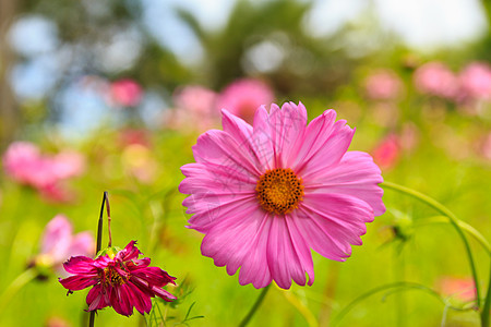 花朵 在乔布里的一个花园里 游览 墙纸 建筑学 曼谷图片