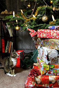 圣诞礼物和有趣的猫图片