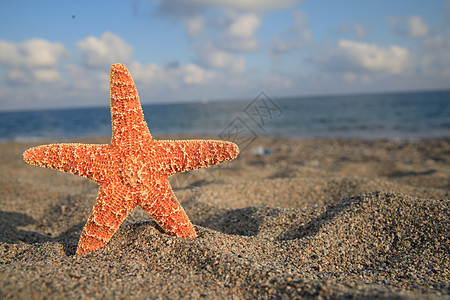 海星在海滩上 海岸 阳光 日出 星星 支撑 空的图片