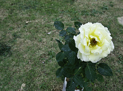 黄玫瑰花花花 花束 开花 墙纸 罗莎 花园 自然图片