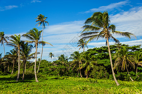 利用棕榈树进行缓慢的热带清除图片