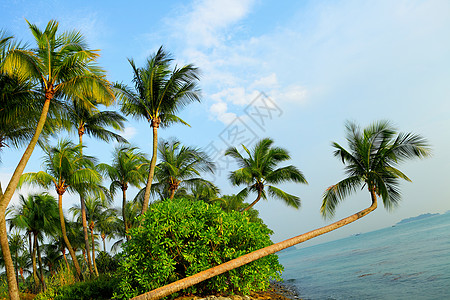 新加坡 沙托萨的树木和景观 岛 晴天 圣淘沙图片