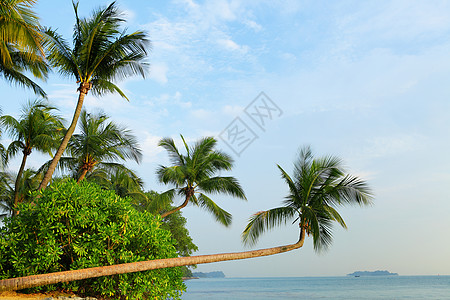和新加坡的树海图片