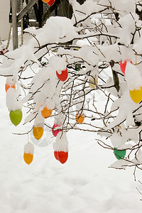 室外彩色东面鸡蛋装饰 霜 冰 草 水仙花 花的背景图片