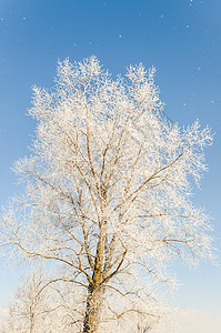 冬季风景 有雪雪覆盖的树木 寒冷的 圣诞节 霜 全景图片