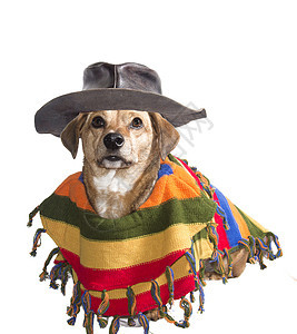 墨西哥狗 毛茸茸的 幽默 腰带 胡子 斗牛犬 微型 衣领图片