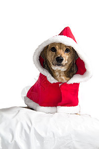 桑塔克拉斯狗 相机 朋友 圣诞老人 可爱的 小精灵图片