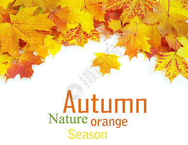 秋秋叶 纹理 干燥 美丽 框架 横幅 金的 季节图片
