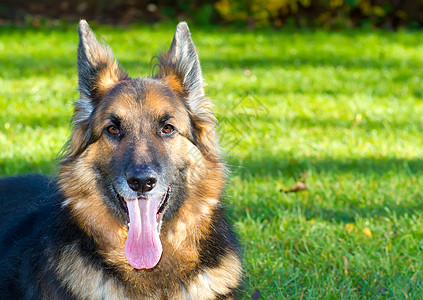 花园里的德国牧羊犬 房子 羊毛 牧羊人 哺乳动物 牙齿 狗图片