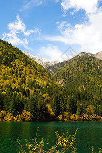 中国的森林和湖泊地貌 吉扎海古 季节 九寨 树叶图片