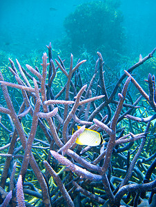 大堡礁地下水下地表 学校 障碍 海绵 假期 海洋 扇子图片