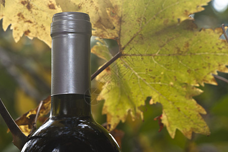 酒瓶和青葡萄叶 收成 葡萄园 叶子 乐趣 开塞 木头 秋天图片