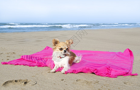 沙滩上的吉娃娃 躺着 可爱的 白色的 微小的 假期图片