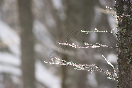 冰霜在薄膜上 草 草地 松树 水晶 蓝色的 雪 场景图片