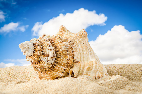海螺贝壳 地平线 甲壳动物 牡蛎 自然 天气 夏天 旅行图片
