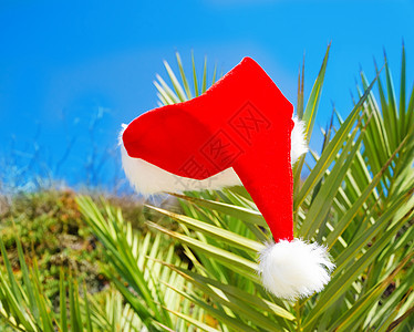 棕榈树上的圣诞帽子 户外 晴天 阳光背景图片