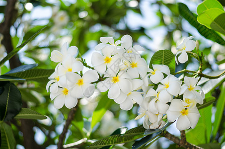 美丽的弗朗吉巴尼花朵 花冠 季节性的 绽放 花瓣 香水图片