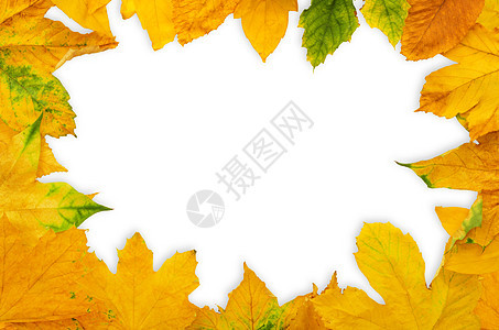 秋叶 橡木 框架 纹理 白色的 荒野 美丽 森林图片