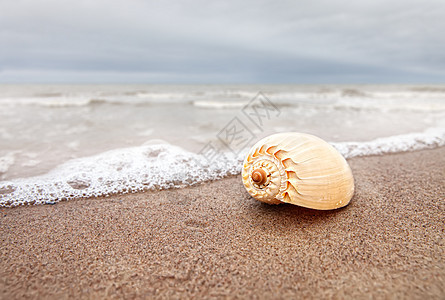 沙滩上的贝壳 海浪 旅行 热带 海 假期 天堂 绿松石图片