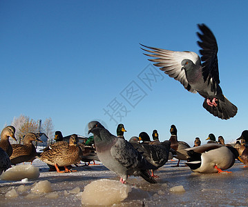 湖边冬天的鸽子 一月 松树 码头 驳船 山图片