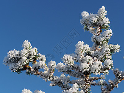 降雪中树枝 植物 冷杉 冰 圣诞节 蓝色的 假期 自然 环境图片