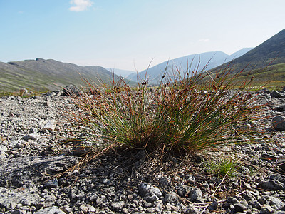 山中的植物 旅行 草地 美丽的 夏天 黎明 土地 环境图片