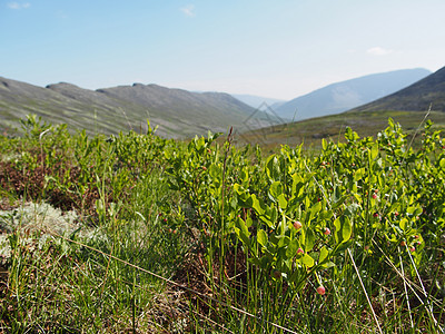 山中的植物 阳光 生态 仙境 植物群 国家 假期 黎明图片