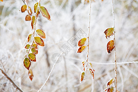 冻霜下冷冻的叶子 冬天 季节 秋天 森林背景