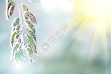 冻霜和阳光下冷冻叶子的背景图片