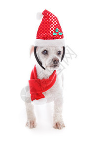 戴圣诞头巾和围巾的宠狗图片