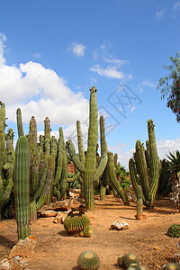 西班牙马洛卡州塞林斯塞林斯市 马略卡岛 多刺的 尖尖的图片