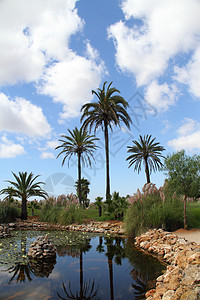 西班牙马洛卡州塞林斯塞林斯市 花 花园 游客图片