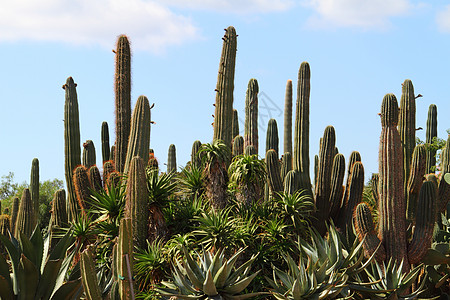 西班牙马洛卡Ses Selines市的Cacti 文竹 花园图片