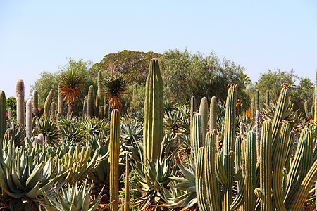 西班牙马洛卡Ses Selines市的Cacti 多刺的 沙漠图片