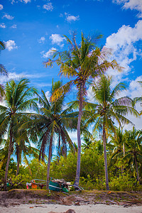 菲律宾沙滩上的椰子棕榈树 假期 蓝天 夏天 自然图片