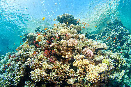 海中的珊瑚 水 鱼 阳光 假期 蓝色的 深的 海景 美丽的图片