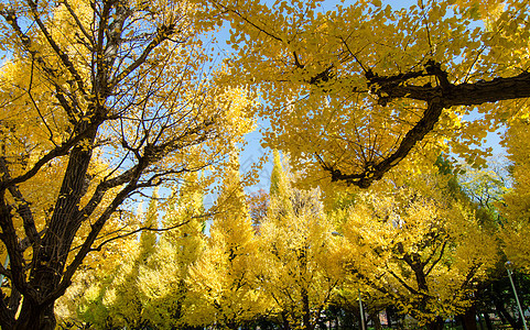 日本东京花园的金果树 古老的 历史性 假期 季节图片