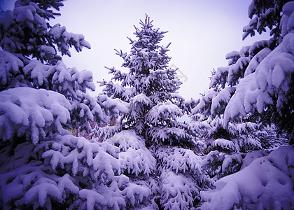 美丽的雪覆盖下的圣诞树 冬季风景 木头 天空图片