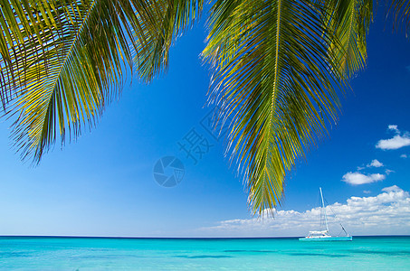 热带热带海滩 晴天 椰子 夏天 美丽的 海景 泻湖图片