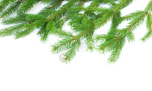 fir树枝 圣诞节 假期 自然 植物背景图片