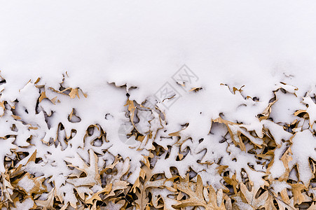 冬季秋叶落叶和雪 艺术 假期 圣诞节 掩埋图片