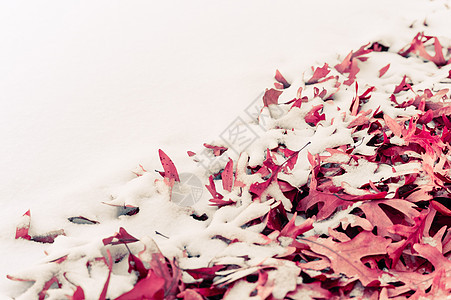 冬季秋叶落叶和雪 艺术 植物 薄片 霜 叶子图片