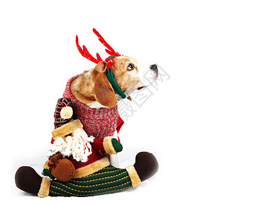 圣诞狗像圣诞老人一样 小狗 犬类 帽子 工作室 假期图片