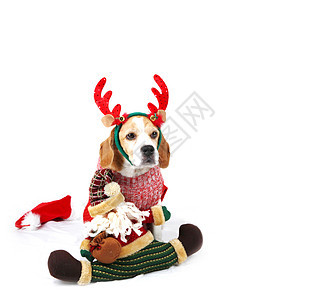 圣诞狗像圣诞老人一样 戏服 冬天 小狗 可爱的 迷人的图片
