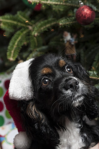 一个可爱的鸡鸡Spaniel 在圣诞树前 与圣誕老人 圣诞节 红色的图片