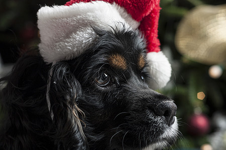 一个可爱的鸡鸡Spaniel 在圣诞树前 与圣誕老人 季节 犬类图片