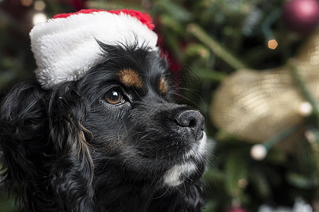 一个可爱的鸡鸡Spaniel 在圣诞树前 与圣誕老人 宠物 红色的图片