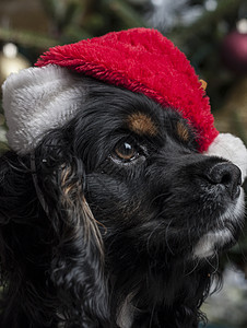 一个可爱的鸡鸡Spaniel 在圣诞树前 与圣誕老人 犬类 灯图片