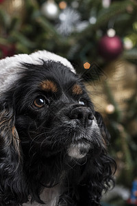 一个可爱的鸡鸡Spaniel 在圣诞树前 与圣誕老人 礼物 圣诞节图片